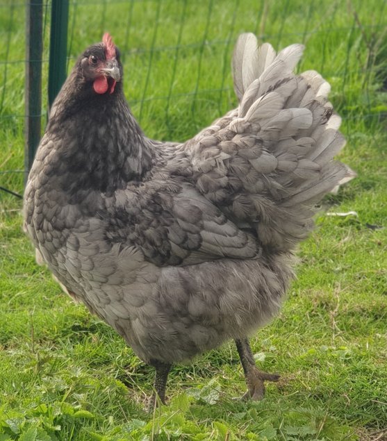 Œufs à couver de poule Géante de Jersey bleue ou noire CocoEco Œufs à couver de poule Géante de Jersey bleue ou noire CocoEco