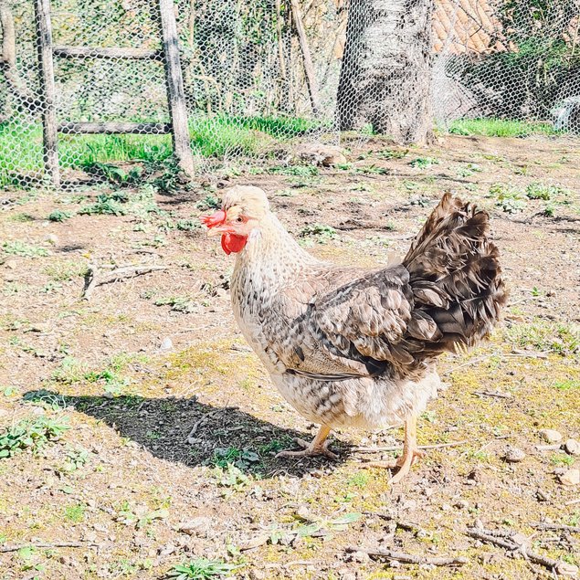 Oeufs Cream Legbar x Bantam de Pékin