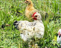 Oeufs Cream Legbar x Bantam de Pékin