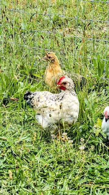 Oeufs Cream Legbar x Bantam de Pékin