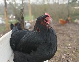 Oeufs Orpingont x Marans