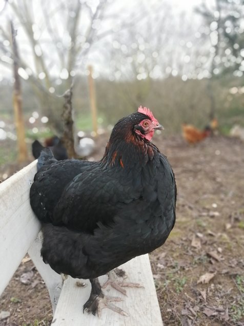 Oeufs Orpingont x Marans