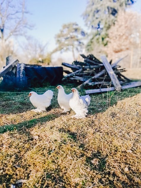 Oeufs Bantam de Pékin