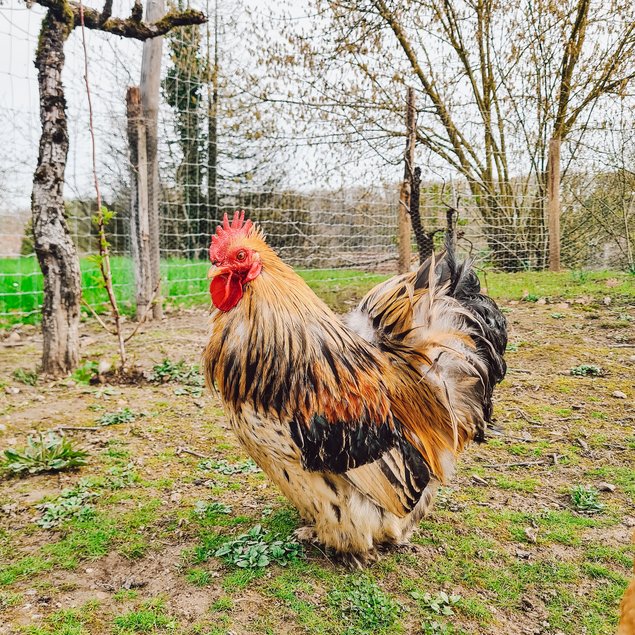 Oeufs Bantam de Pékin