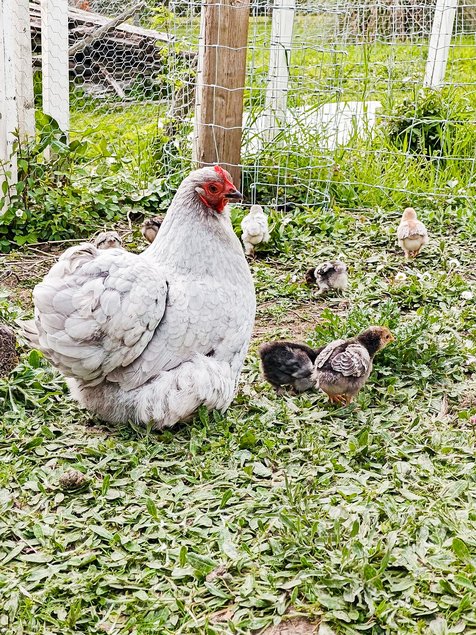 Oeufs Bantam de Pékin