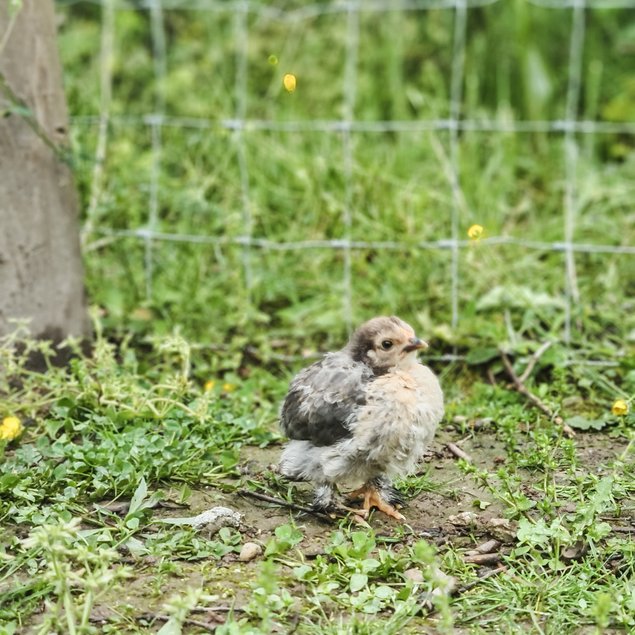 Oeufs Bantam de Pékin