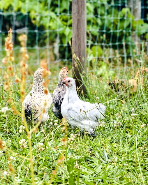 Oeufs Bantam de Pékin