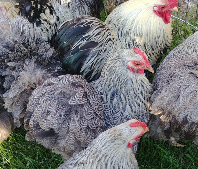 Oeufs fecondés Pékin perdrix argenté maillé