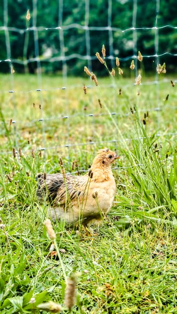 Oeufs Cream Legbar x Bantam de Pékin