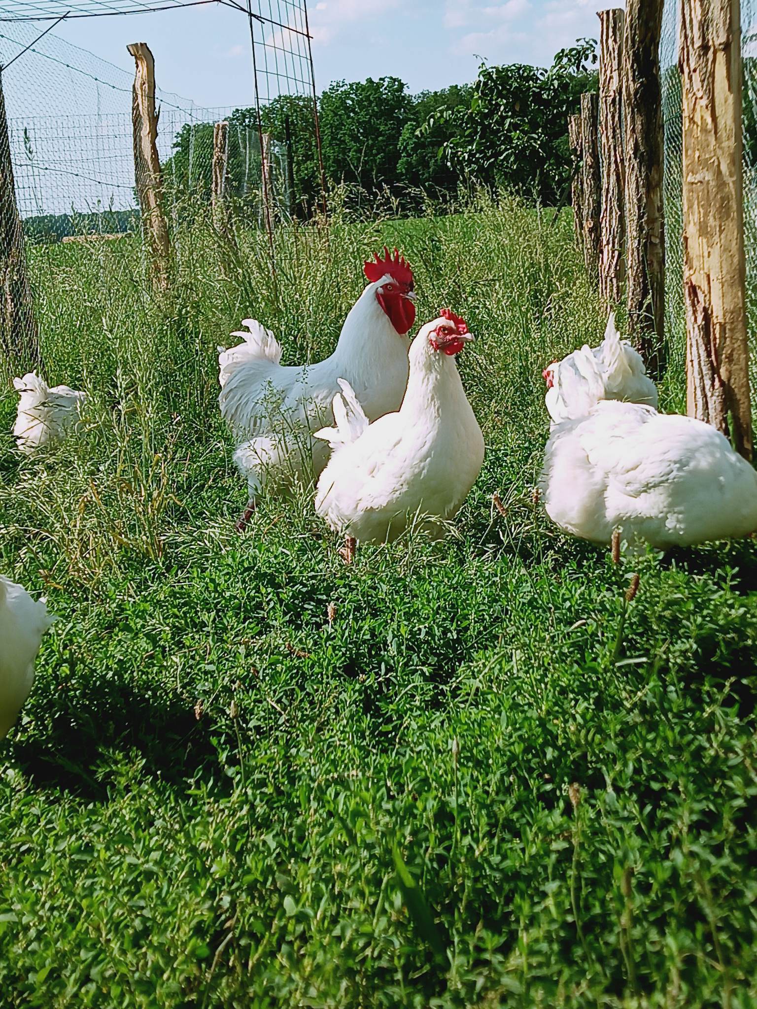 Marans blanche - Coco-Eco