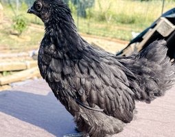 Oeufs Cemani x Bantam de Pékin