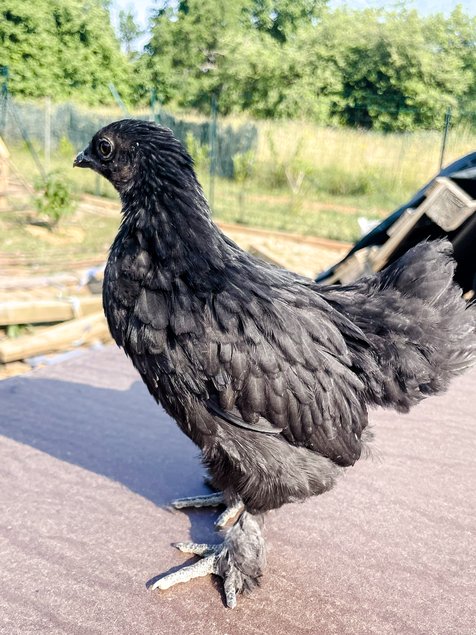 Oeufs Cemani x Bantam de Pékin