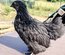 Oeufs Cemani x Bantam de Pékin