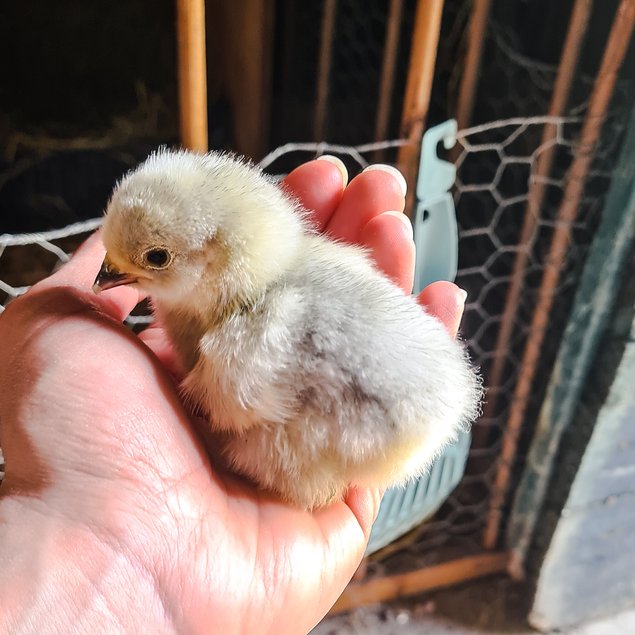 Oeufs Bantam de Pékin