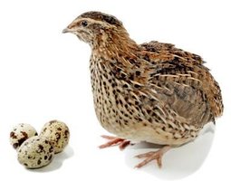 plaquette de 18 oeuf de caille fécondés