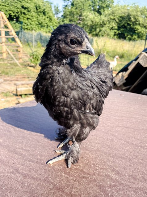 Oeufs Cemani x Bantam de Pékin