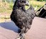 Oeufs Cemani x Bantam de Pékin