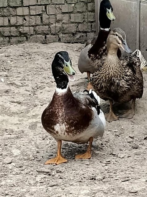 Oeufs à couver canard de Rouen