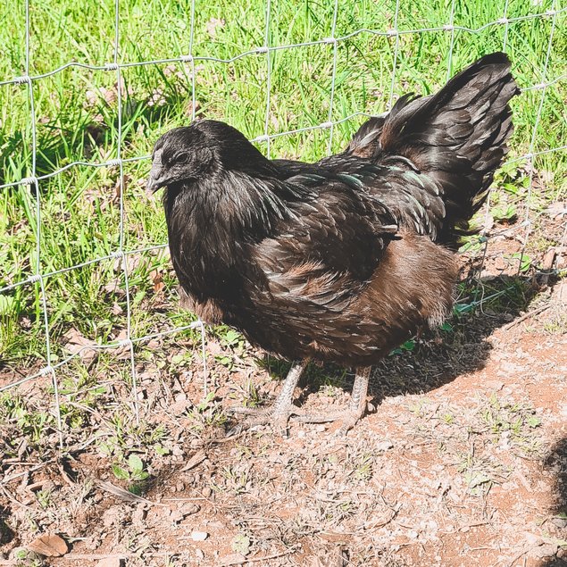 Oeufs Cemani x Bantam de Pékin