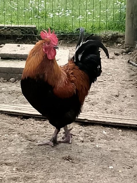 Oeufs chocolats ,fécondés , à couver poule marans