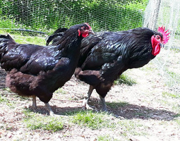 Australorps noires