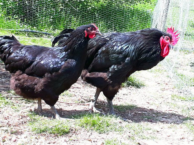 Australorps noires