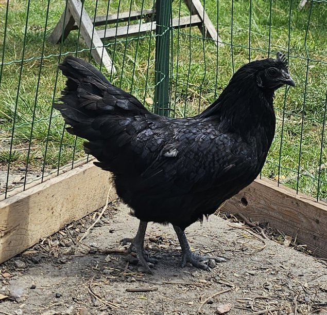 Œufs à couver de poules Ayam Cemani pure race