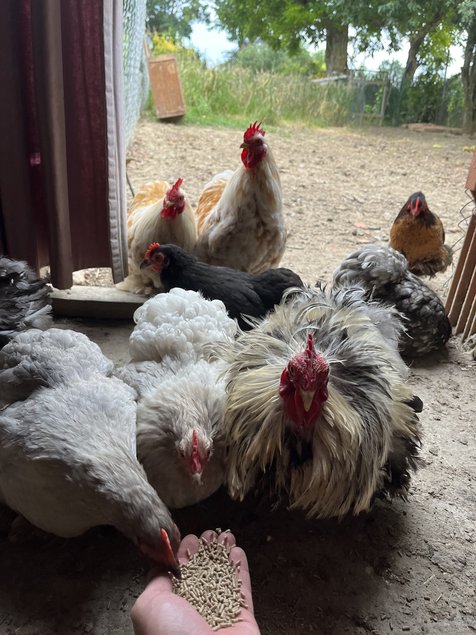 Oeuf fécondé de poule pékin