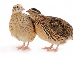 oeuf de caille fécondés x 18