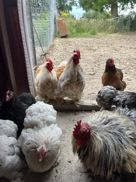 Oeuf fécondé de poule pékin