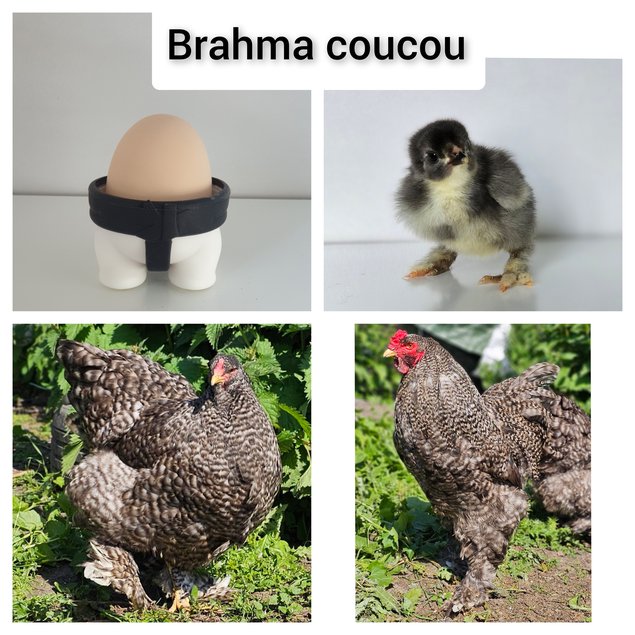 Œufs à couver de poules Brahma coucou
