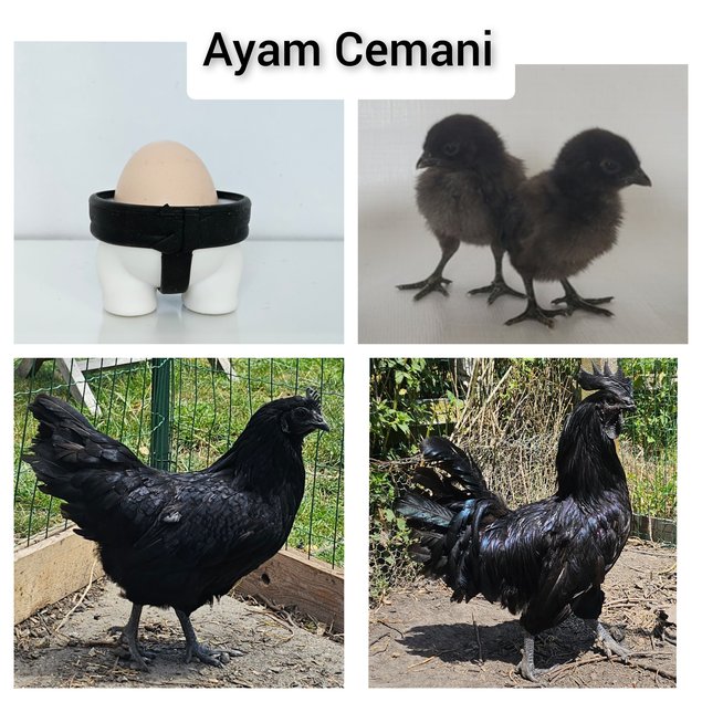 Œufs à couver de poules Ayam Cemani pure race