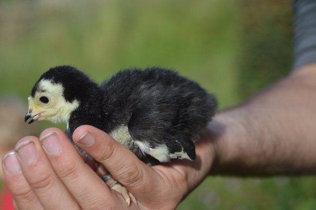 Oeufs de dinde noire du bourbonnais