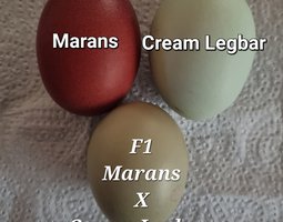 .F1 Olive Egger / Legbar X Marans