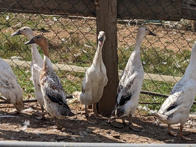 Oeufs cane coureur indien sauvage argenté