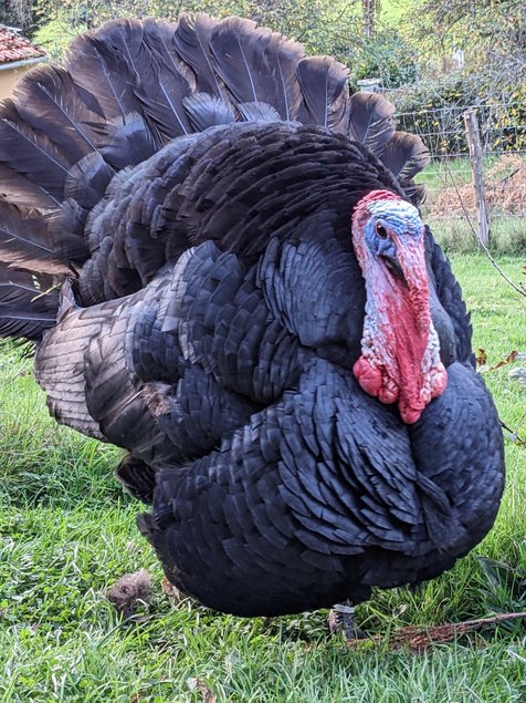 Oeufs de dinde noire du bourbonnais