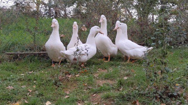 Oeufs cane blanc de l'allier