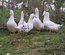 Oeufs cane blanc de l'allier