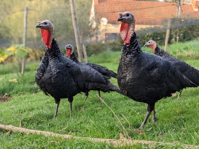 Oeufs de dinde noire du bourbonnais