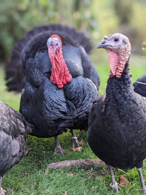 Oeufs de dinde noire du bourbonnais