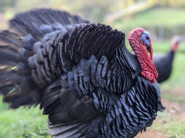 Oeufs de dinde noire du bourbonnais