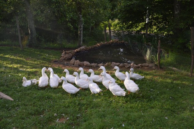 Oeufs cane blanc de l'allier