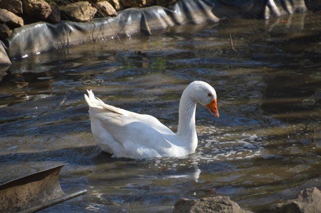 Oeufs oie bourbonnaise