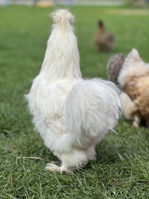 Oeufs à couver poule  soie et showgirl, satin, silkies, frisé