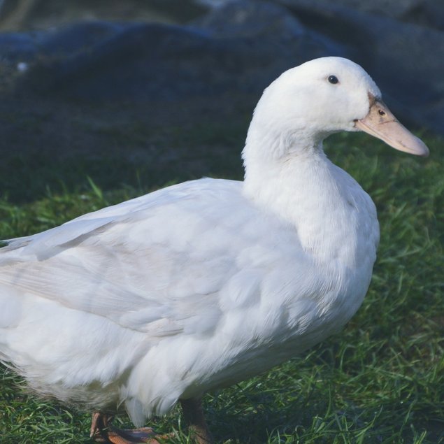 Oeufs cane blanc de l'allier