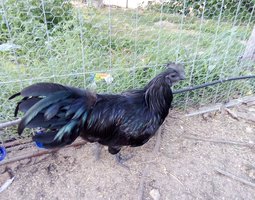 Ayam Cemani