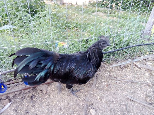 Ayam Cemani