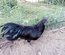 Ayam Cemani