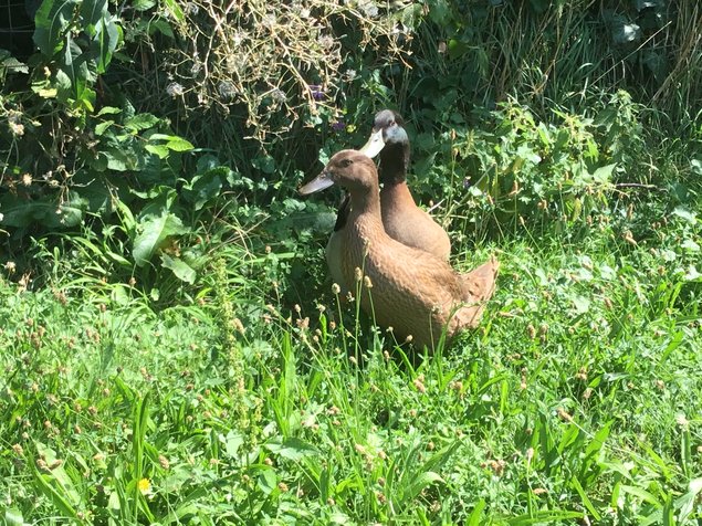 Oeufs fécondés canards kaki Campbell