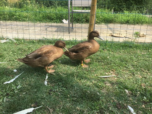 Oeufs fécondés canards kaki Campbell